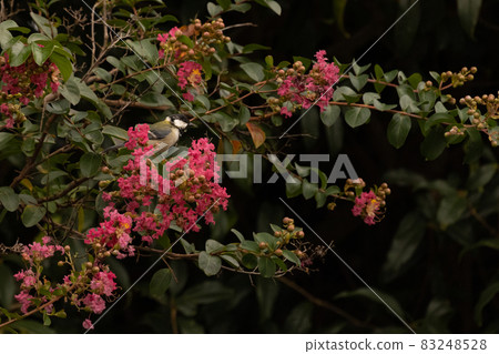 Great tit perched on a crape myrtle tree with bright flowers 83248528