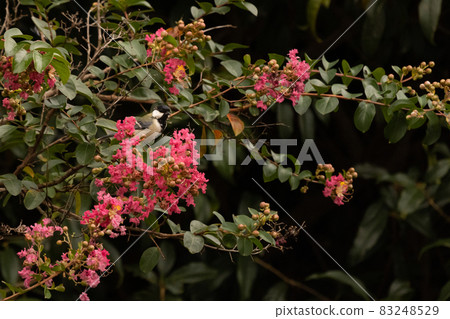 Great tit perched on a crape myrtle tree with bright flowers Great tit perched on a crape myrtle tree with bright flowers 83248529