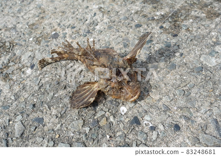 I caught a devil stinger in the Kanmon Strait I caught a devil stinger in the Kanmon Strait 83248681