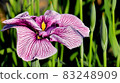 Purplish irises 83248909