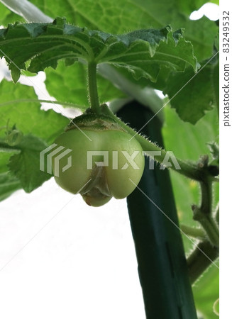 畸形黃瓜 畸形黃瓜 83249532