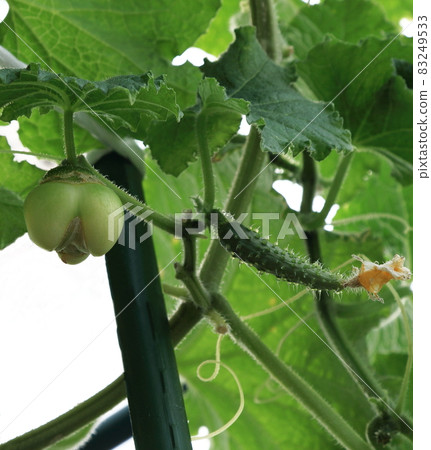畸形黃瓜 畸形黃瓜 83249533