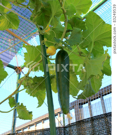 畸形黃瓜 83249539