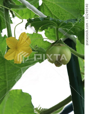 畸形黃瓜 畸形黃瓜 83249540