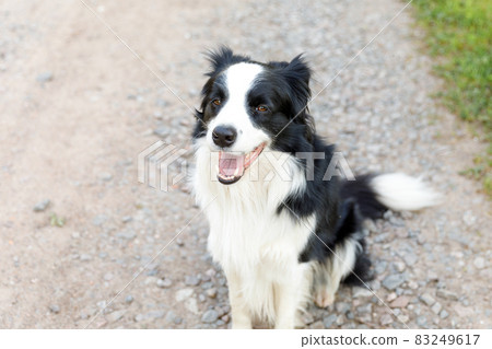 Outdoor portrait of cute smiling puppy border collie sitting on park background. Little dog with funny face in sunny summer day outdoors. Pet care and funny animals life concept. 83249617
