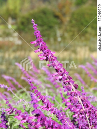 Amethyst Sage (Mexican Sage) Amethyst Sage (Mexican Sage) 83249699