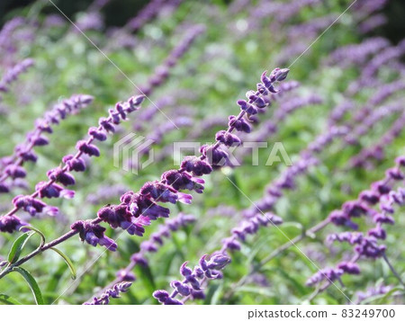 Amethyst Sage (Mexican Sage) Amethyst Sage (Mexican Sage) 83249700