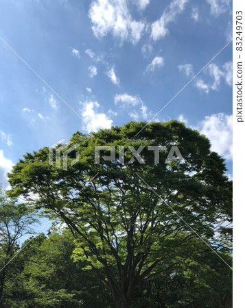 Blue sky, clouds and big trees 83249703
