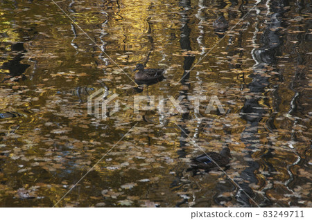 Ducks on a pond in Sokolniki park Ducks on a pond in Sokolniki park 83249711