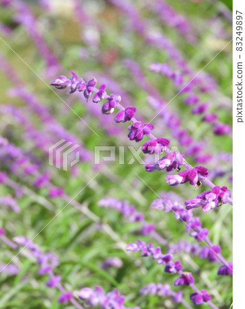 Amethyst Sage (Mexican Sage) Amethyst Sage (Mexican Sage) 83249897