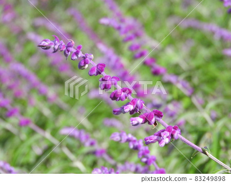 Amethyst Sage (Mexican Sage) Amethyst Sage (Mexican Sage) 83249898