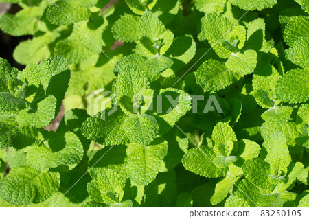 Apple mint herb cultivation seen from above (October) Home garden 83250105