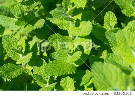 Apple mint herb cultivation seen from above (October) Home garden 83250108