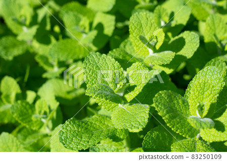 Apple mint herb cultivation (October) Home garden 83250109
