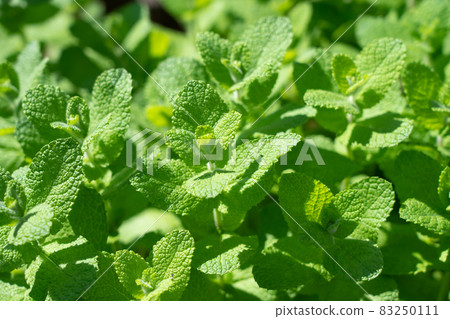Apple mint herb cultivation (October) Home garden Apple mint herb cultivation (October) Home garden 83250111