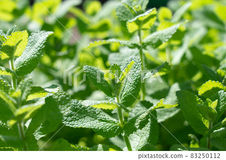 Apple mint herb cultivation (October) Home garden 83250112