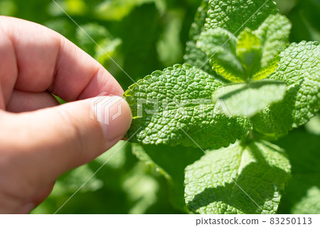 Men's hands picking apple mint leaves Herb cultivation (October) Home garden 83250113