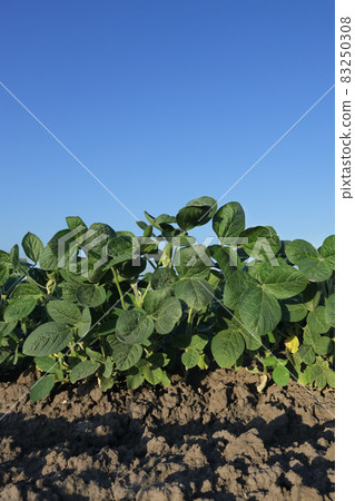 Green cultivated soybean plant in field 83250308
