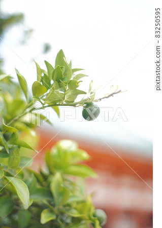 Heian Jingu shrine right nearby Heian Jingu shrine right nearby 83250595