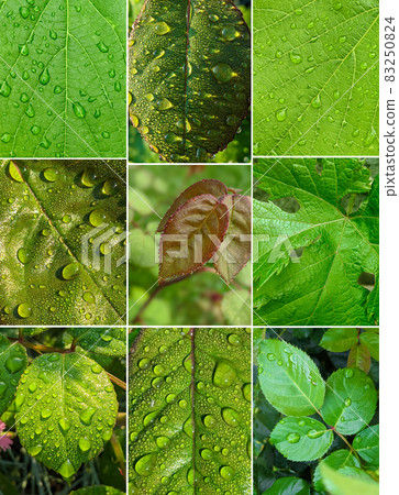 green rose leaves with dew drops closeup green rose leaves with dew drops closeup 83250824