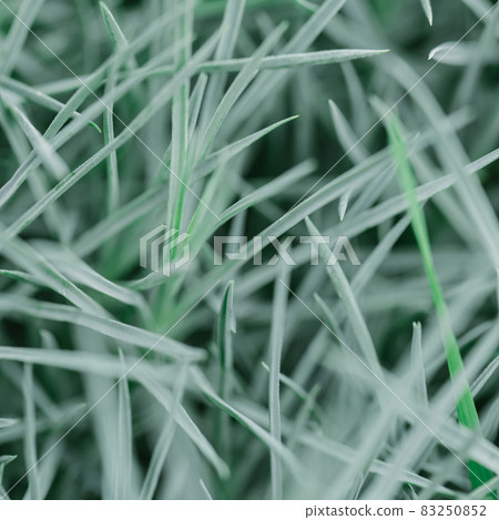texture of green shoots ground cover flowers close-up 83250852