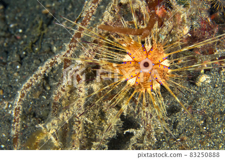 Longspine Sea Urchin, Lembeh, North Sulawesi, Indonesia Longspine Sea Urchin, Lembeh, North Sulawesi, Indonesia 83250888