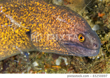 Giant Moray with Cleaner Shrimp, Lembeh, North Sulawesi, Indonesia 83250897