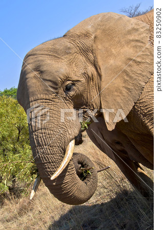 Elephant, Wildlife Reserve, South Africa Elephant, Wildlife Reserve, South Africa 83250902