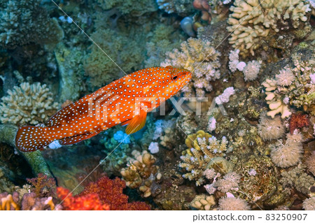 Coral grouper, Red Sea, Egypt 83250907