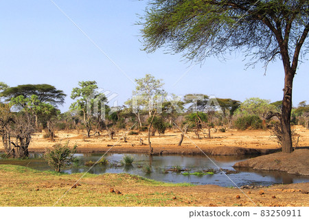 Forest Pond, Chobe National Park, Botswana Forest Pond, Chobe National Park, Botswana 83250911