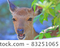 Deer in Nara Park 83251065