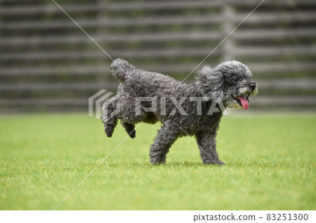 使用與狗奔跑的玩具獅子狗 83251300