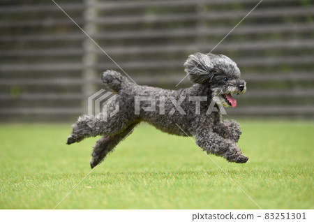 使用與狗奔跑的玩具獅子狗 83251301