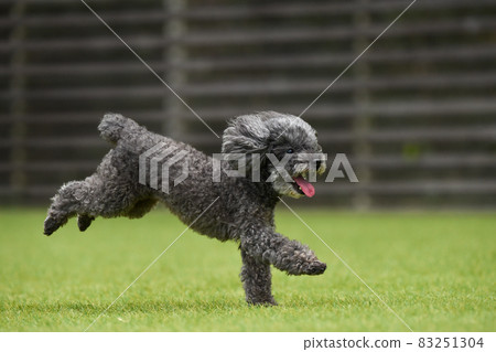 使用與狗奔跑的玩具獅子狗 83251304