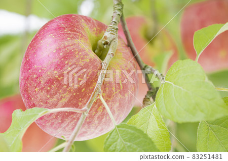 A bright red apple A bright red apple 83251481