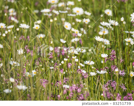 Nature scene with blooming flower meadow with white Leucanthemum, Shasta daisy and pink Lychnis viscaria blossom. Spring gentle nature background. Daisies on the field on a sunny day. Selective focus Nature scene with blooming flower meadow with white Leucanthemum, Shasta daisy and pink Lychnis viscaria blossom. Spring gentle nature background. Daisies on the field on a sunny day. Selective focus 83251739