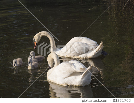 Couple of white mute swans, Cygnus olor with four small cute chicks swimming on brown green water suface in sunlight. Selective focus Couple of white mute swans, Cygnus olor with four small cute chicks swimming on brown green water suface in sunlight. Selective focus 83251763