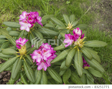 close up blooming pink Rhododendron flower bush in the spring garden. Selective focus, green leaves background close up blooming pink Rhododendron flower bush in the spring garden. Selective focus, green leaves background 83251771