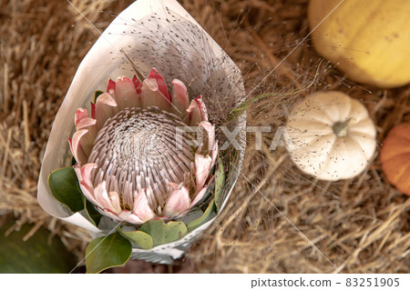 Close-up of a protea flower on a blurred background. 83251905