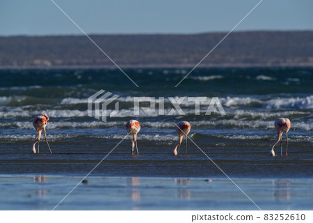 Flamingos feeding on a beach,Peninsula Valdes, Patagonia, Argentina 83252610