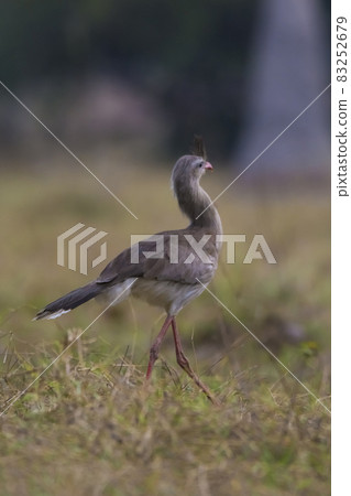 Red legged Seriema, Pantanal , Brazil Red legged Seriema, Pantanal , Brazil 83252679