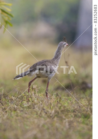 Red legged Seriema, Pantanal , Brazil Red legged Seriema, Pantanal , Brazil 83252683