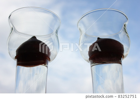 秋天天空中的鬱金香 ◦ ○ ° ◯ ° ○。水培° ○ ° ◯ ° ○。 秋天天空中的鬱金香 ◦ ○ ° ◯ ° ○。水培° ○ ° ◯ ° ○。 83252751