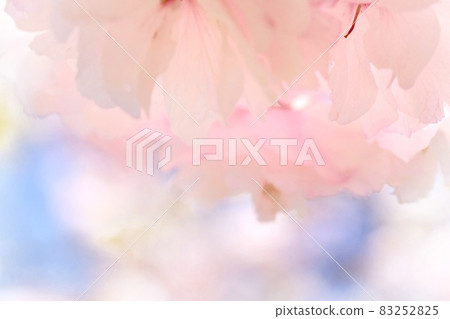 Ichihara Toranoo Ichihara Toranoo Yae Sakura Pink Close-up 83252825
