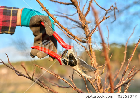 Seasonal spring work in the garden backyard, pruning a rose bush with pruning shears. Seasonal spring work in the garden backyard, pruning a rose bush with pruning shears. 83253077