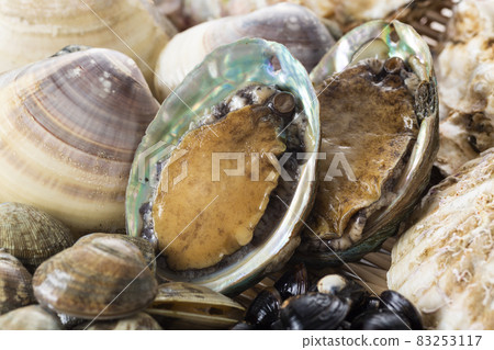 生鮑魚 生鮑魚 83253117