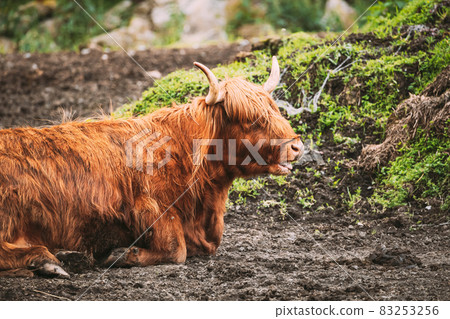 Black Highland Cattle Cow Graze On A Summer Livestock Pasture. Scottish Cattle Breed In Summer Day. Close Up Black Highland Cattle Cow Graze On A Summer Livestock Pasture. Scottish Cattle Breed In Summer Day. Close Up 83253256