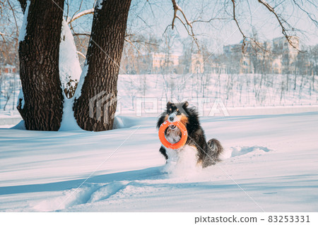 Funny Young Shetland Sheepdog, Sheltie, Collie Playing With Ring Toy Outdoor In Snowy Park, Winter Season. Playful Pet Outdoors 83253331