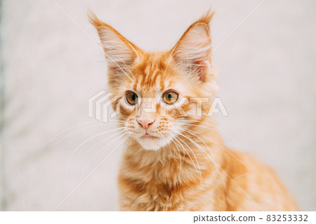 Funny Young Red Ginger Maine Coon Kitten Cat Portrait. Coon Cat, Maine Cat, Maine Shag looking at camera Funny Young Red Ginger Maine Coon Kitten Cat Portrait. Coon Cat, Maine Cat, Maine Shag looking at camera 83253332