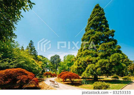 Batumi, Adjara, Georgia. Botanical Garden Walkway Lane Path With Green Trees In Garden. Beautiful Alley, Road In Park. Way Through Summer Park. Sunny Day Batumi, Adjara, Georgia. Botanical Garden Walkway Lane Path With Green Trees In Garden. Beautiful Alley, Road In Park. Way Through Summer Park. Sunny Day 83253333
